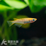 紅帝拉美 美達卡