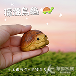 擺爛烏龜