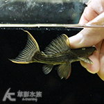 L024 綠裳紅劍尾坦克異型（8.5cm）003