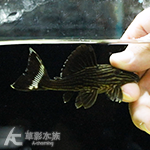 L027d 重金屬黃金雷神皇冠豹異型（11cm）004
