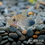 紫羅蘭鼠5型
