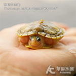 NG 焦糖巴西龜 001