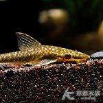 迷彩巨人小精靈