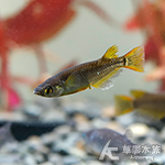 黑索伊拉提稻田魚
