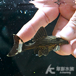 L027d 重金屬黃金雷神皇冠豹異型（7cm）006