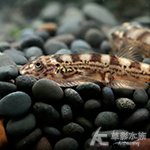 白蝴蝶吸鰍（3cm）