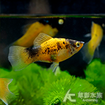 大黃蜂太陽（3.8~4cm）