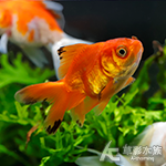 皮球獅頭（4cm）