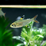 玻璃彩旗（1.7-2.2cm）