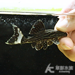 L027d 重金屬黃金雷神皇冠豹（7.5cm） 007