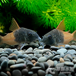 雙色紅帆鼠（3~3.5cm）