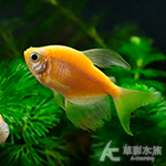 大帆黃磚（3~3.5cm）