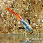 A級 大耳朵白金紅尾孔雀（對魚）