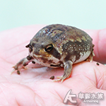 饅頭蛙 001（4cm）