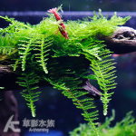 小三角莫絲盒裝