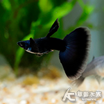 A級 莫斯科紫孔雀（對魚）