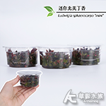 迷你北美丁香（組培盒裝）