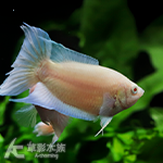 黃金蓋斑鬥魚（3.5cm）