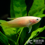 特級短尾PK將軍鬥魚（單色系/母魚）