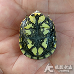 紅面蛋龜 NG001 2.7cm