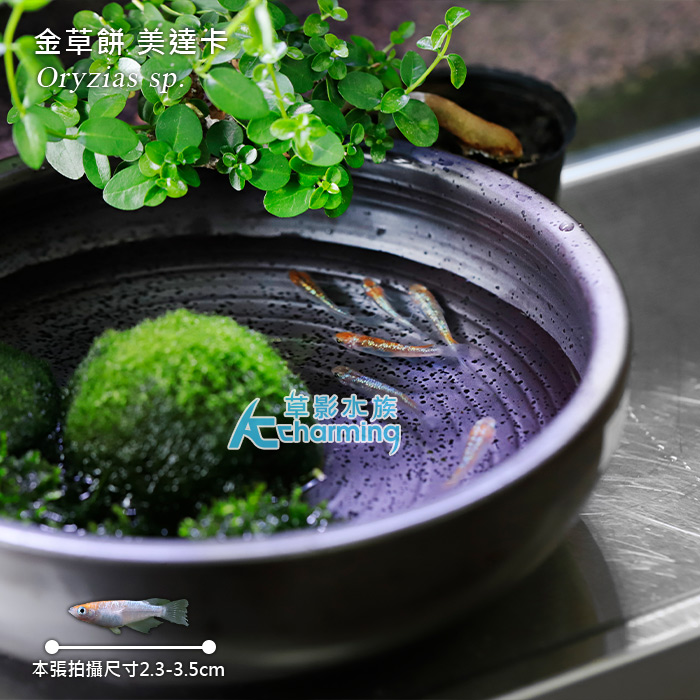 金草餅 美達卡 2.5~3cm