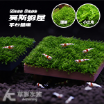 莫斯蝦屋平台 基座 巧克力色