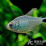 日暮凱蒂燈 2.5cm
