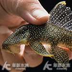 L018 黃翅黃珍珠異型 001 12cm