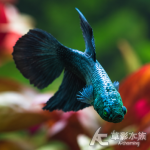 綠魔半月鬥魚 母魚 4.5cm