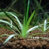 菲律賓榖精（水上葉）