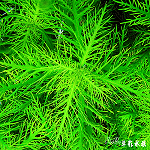 細葉水羅蘭（水上葉）