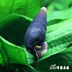雙色藍眼兔螺
