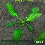 聖塔瑪莉亞 2001