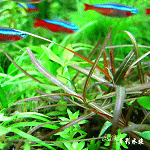 紫紅針葉柳（水上葉）