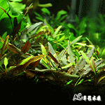 雙色椒草