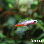 黃金日光燈