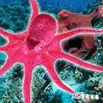 高仿真浮動章魚（桃紅）