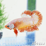 特級短尾PK將軍鬥魚（雙色系/公魚）