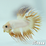 特級冠尾鬥魚（雙色系/公魚）