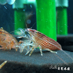 黃金網球蝦