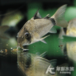 弓箭鼠