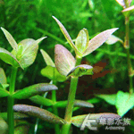 紫虎耳