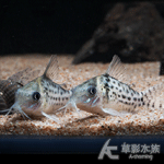 阿卡西鼠