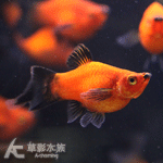 噴火劍茶壺