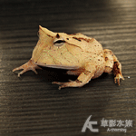 紅霸王角蛙