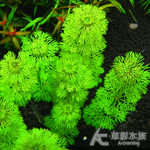 屏東石龍尾