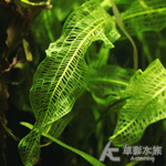 長葉網草