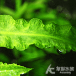 浪草（XL）