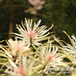 白太陽（水上葉）
