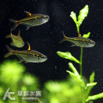 公主燈（3~4.3cm）